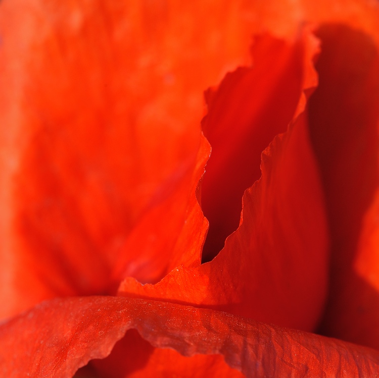 Mohn