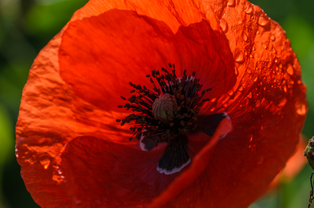 Mohn