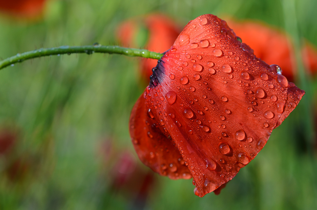 Mohn