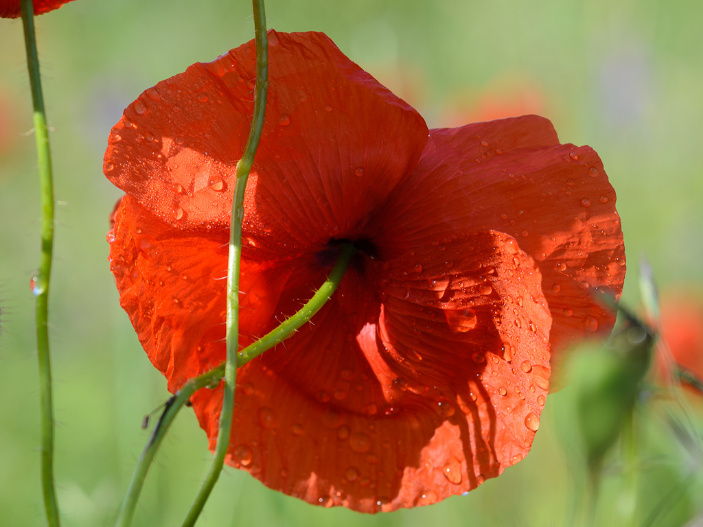 Mohn