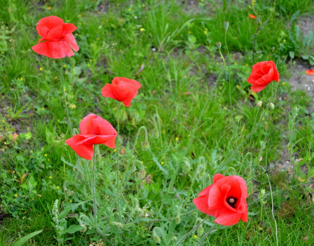 Mohn