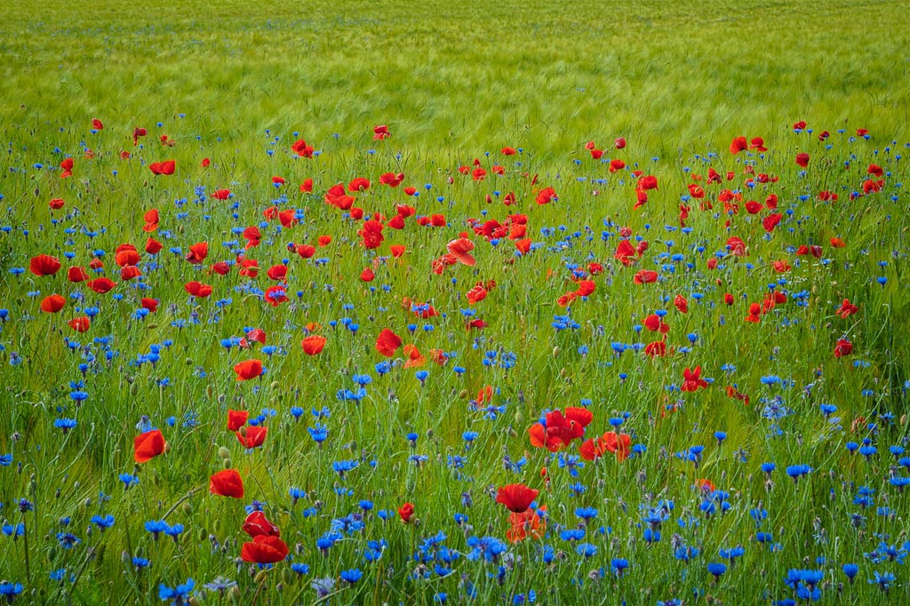 Mohn