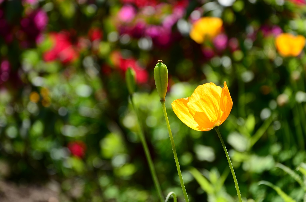 Mohn