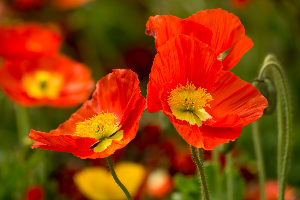 Mohn