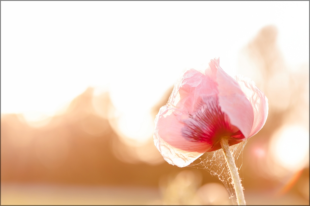 Mohn