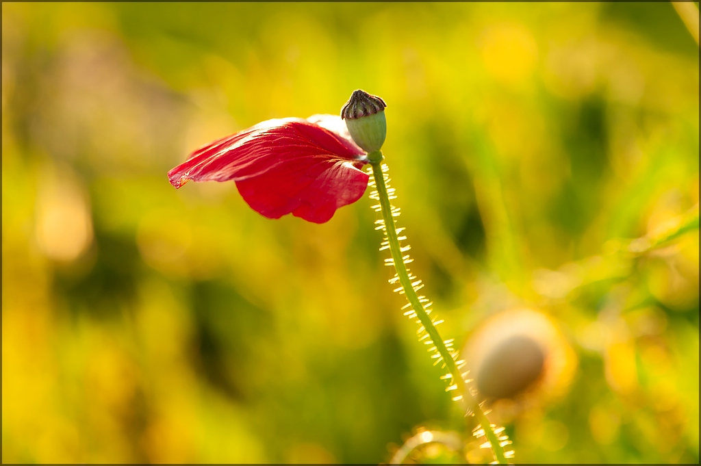 Mohn