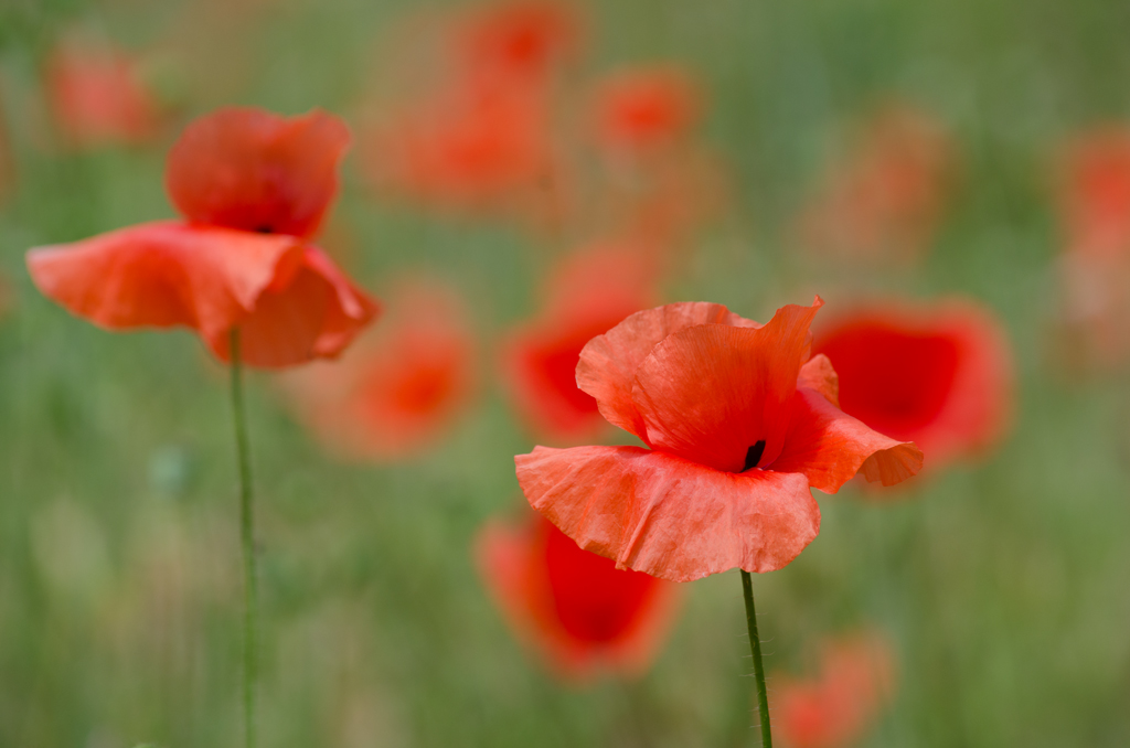 Mohn