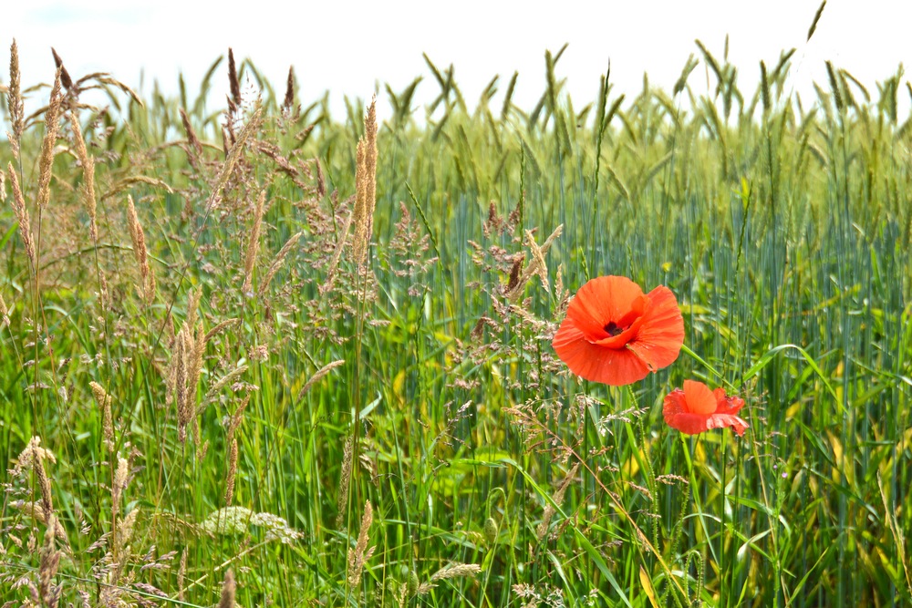 Mohn