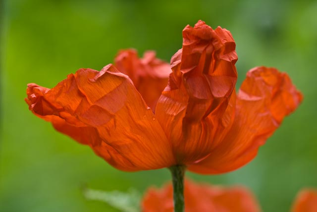Mohn
