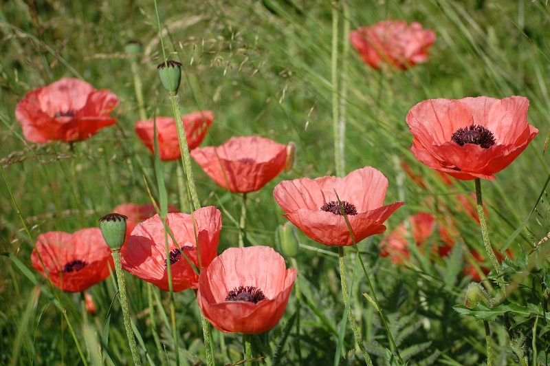 Mohn