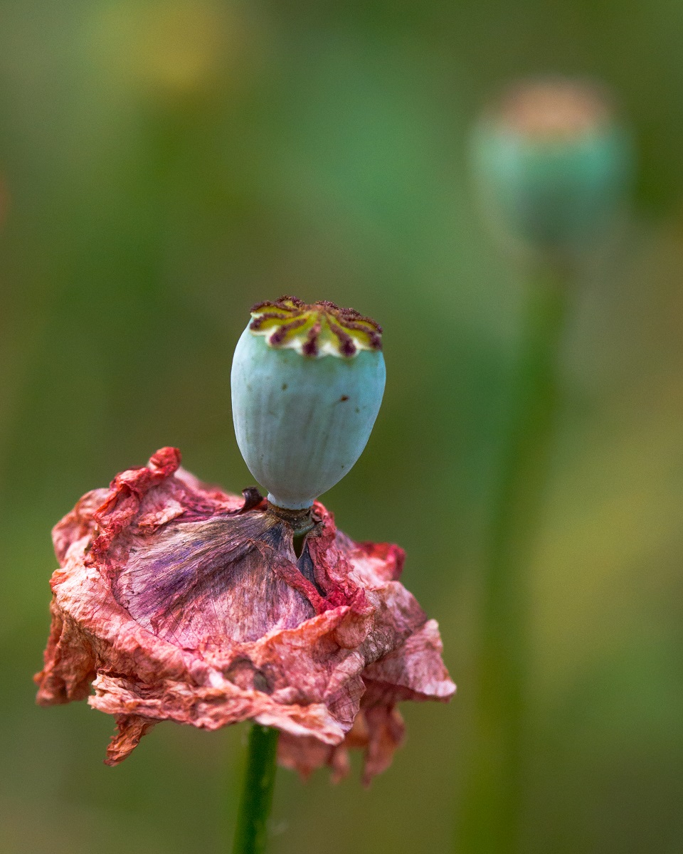 Mohn