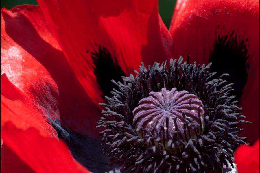 Mohn