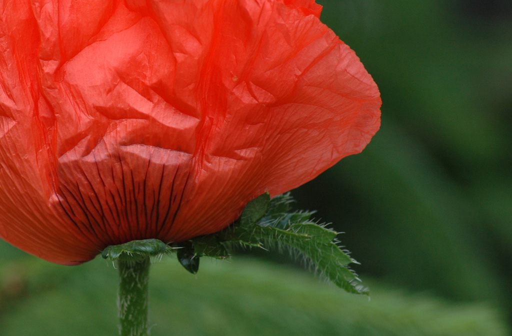 Mohn