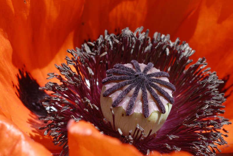 Mohn