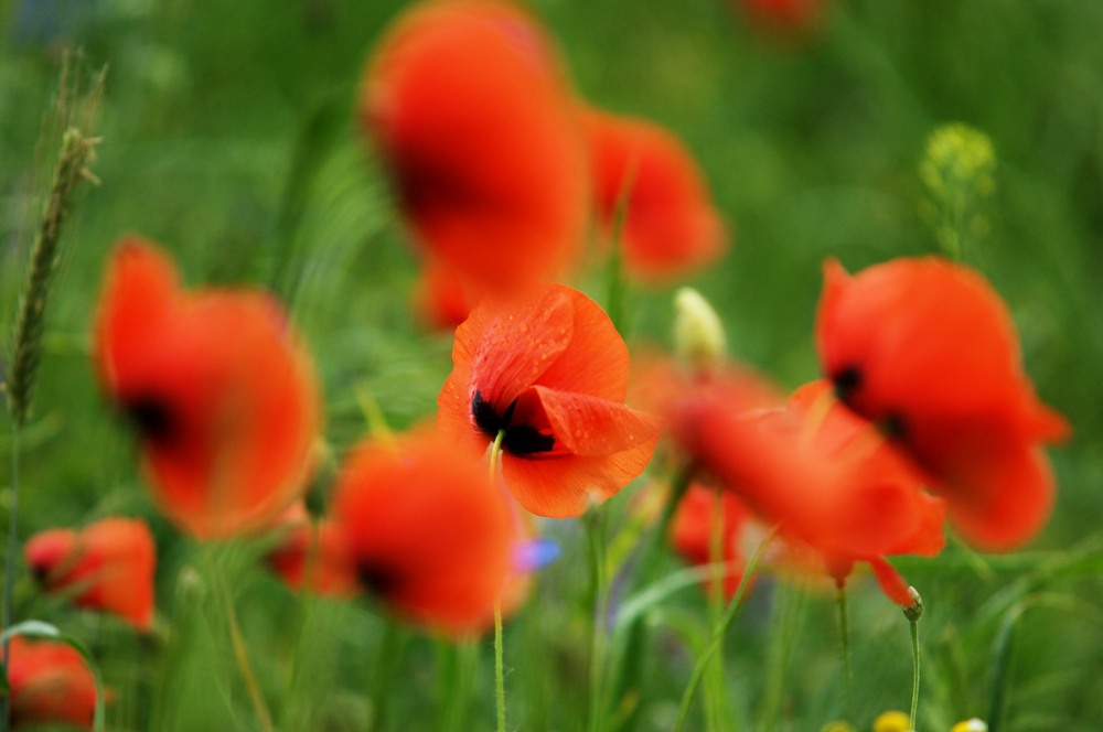 mohn1 nff