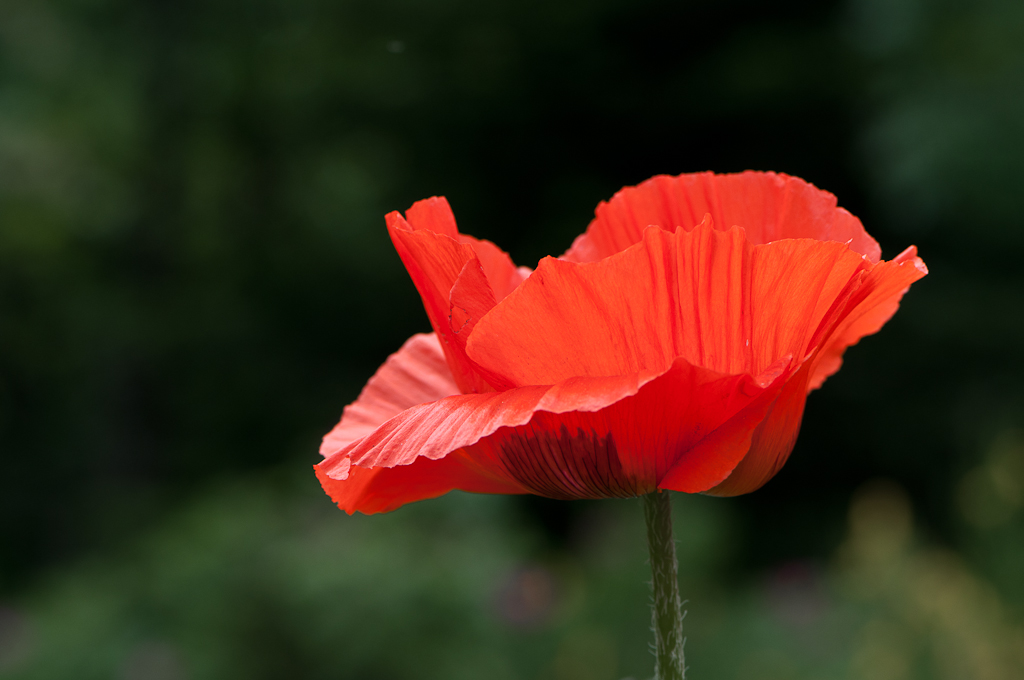 Mohn1
