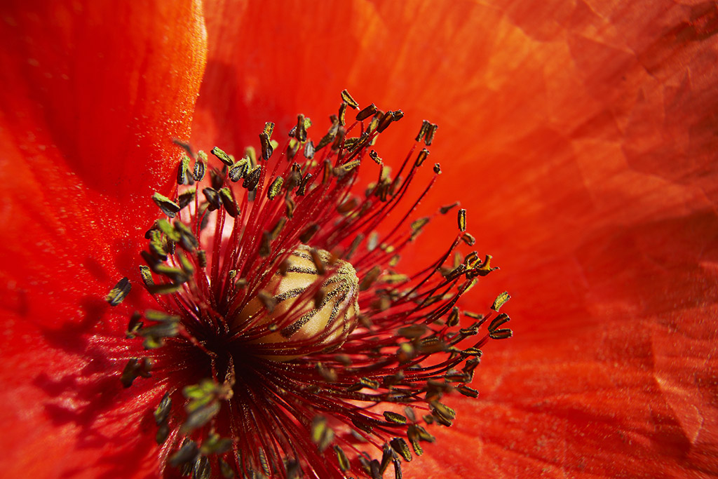 Mohn1
