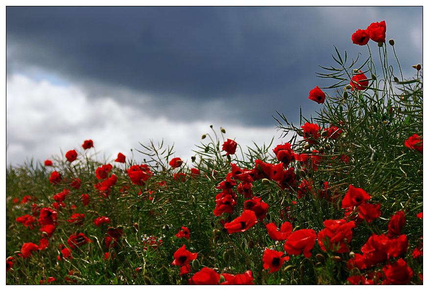 mohn1