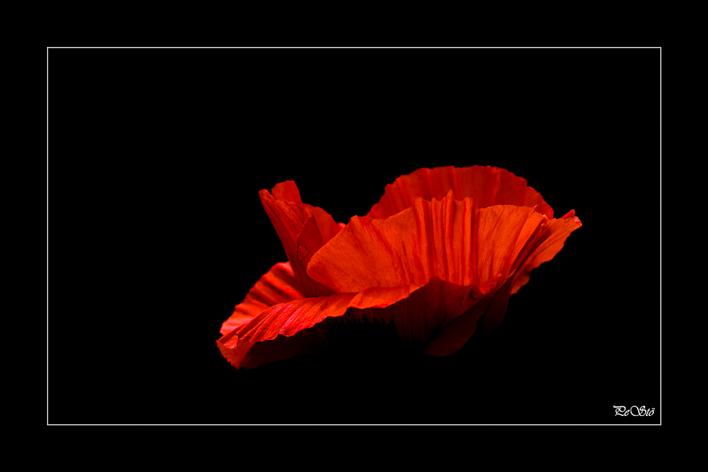 Mohn11