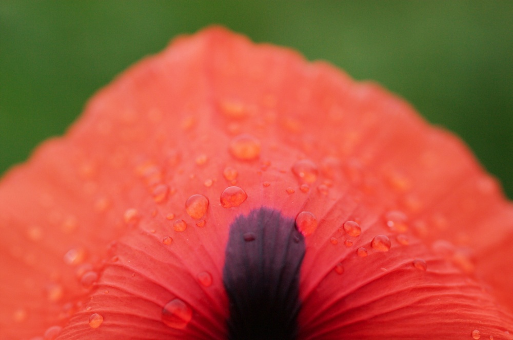 Mohn2 nff