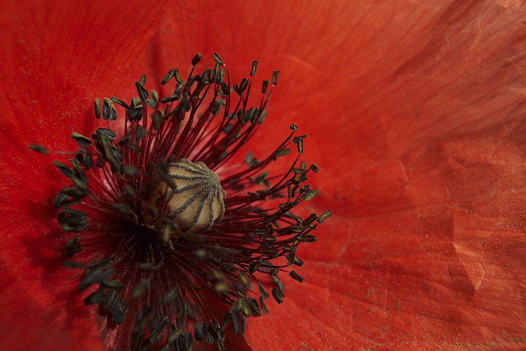 Mohn2