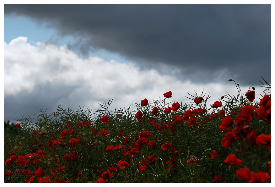 mohn2
