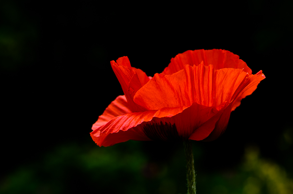 Mohn21