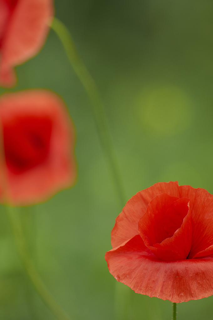 Mohn3