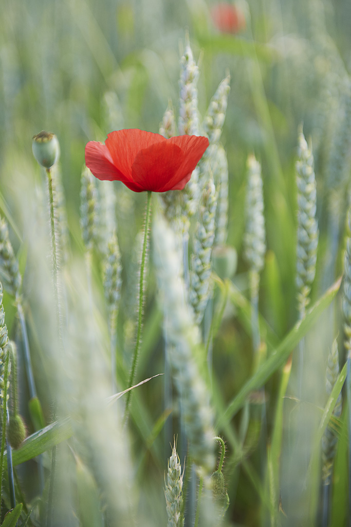 Mohn4