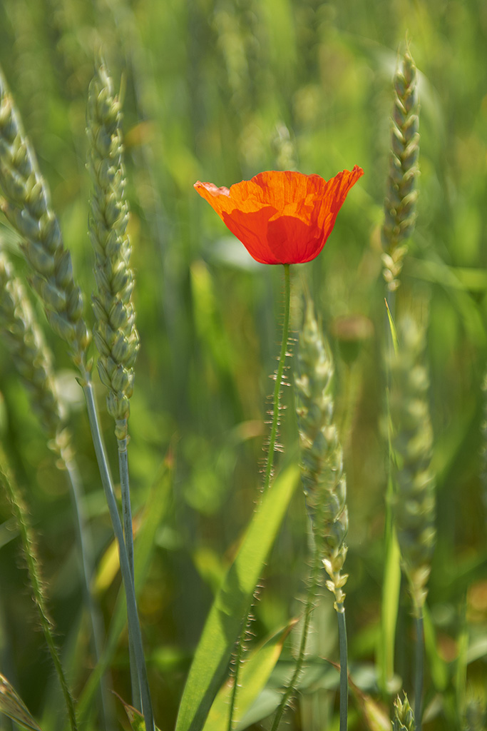 Mohn5