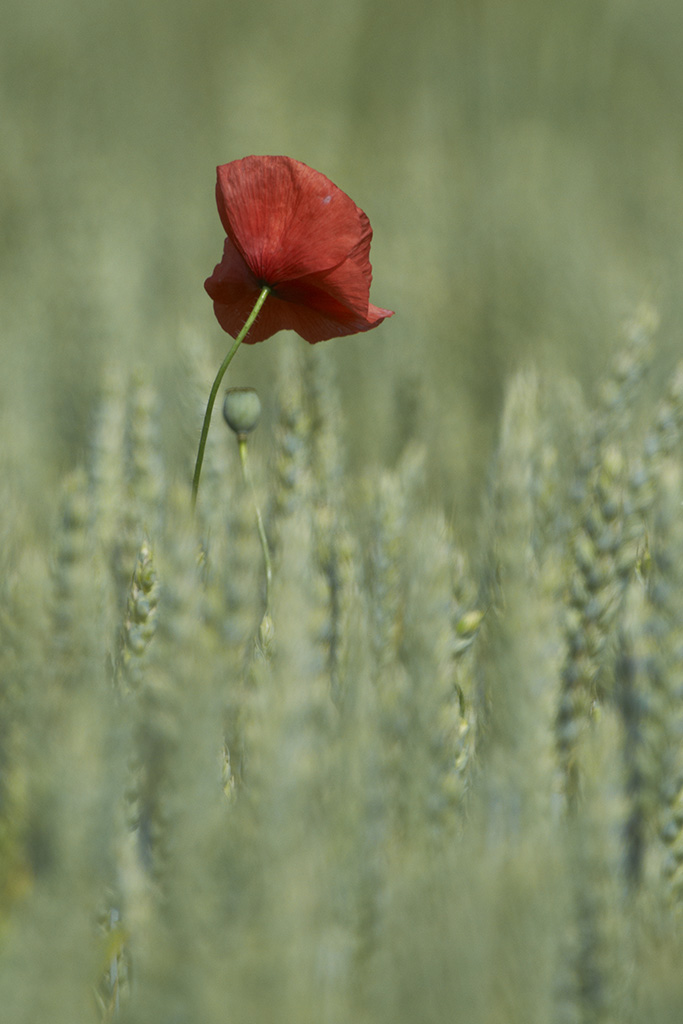 Mohn6