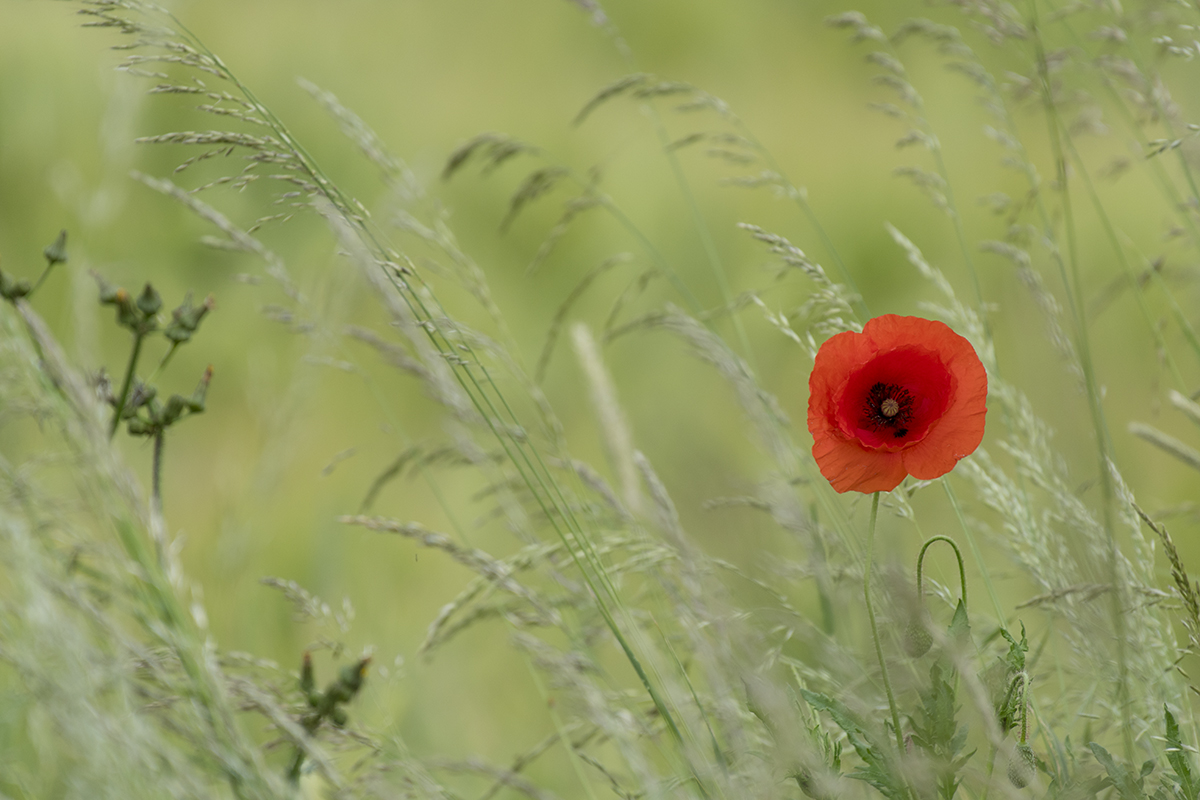 mohn_01.jpg