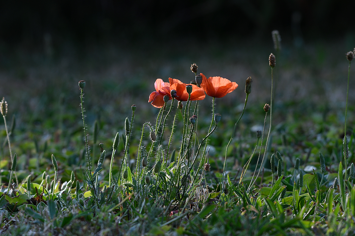 Mohn_D500_DSC1283.jpg