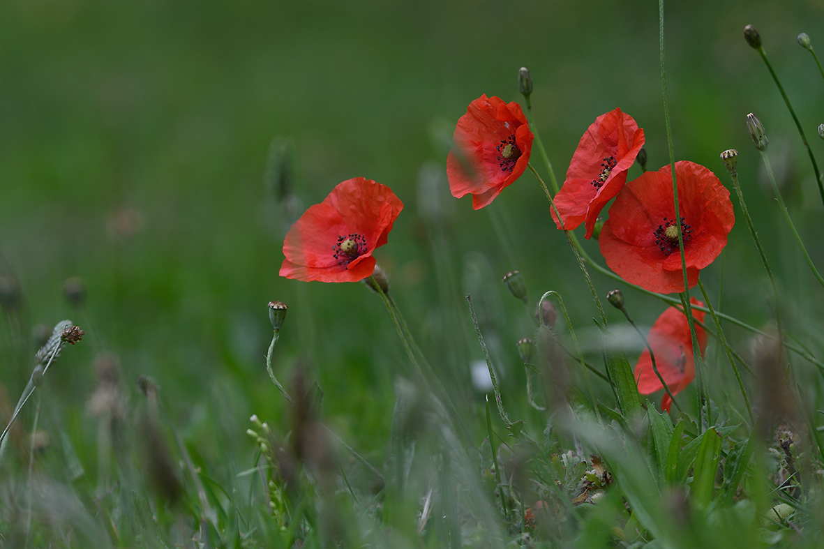 Mohn_D500_DSC1309_20x13x150.jpg