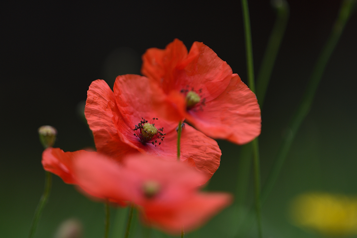 Mohn_D500_DSC1310_20x13x150.jpg
