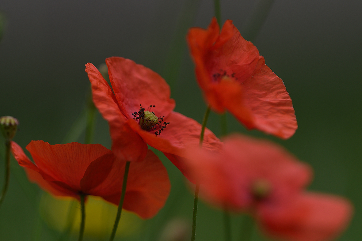 Mohn_D500_DSC1312_20x13x150.jpg