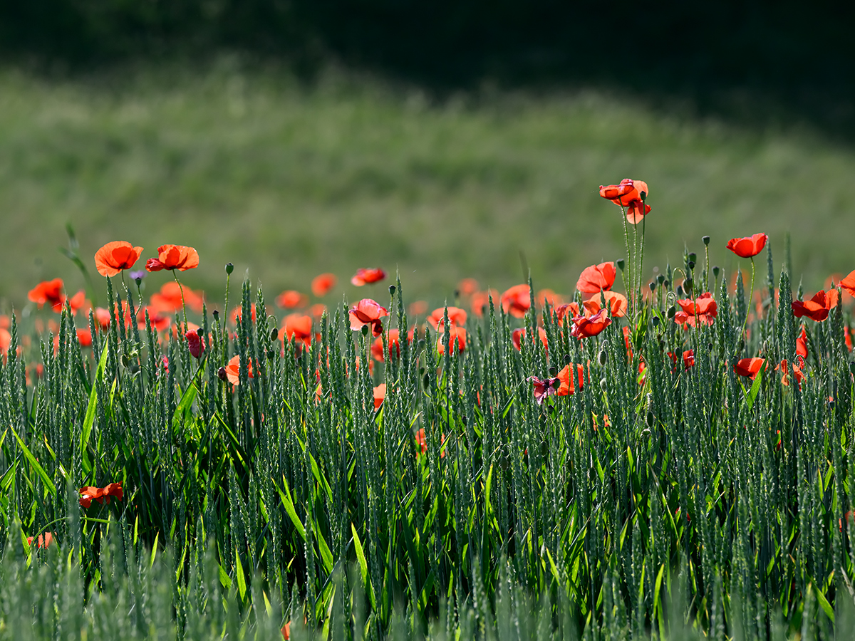 Mohn_Z9C_7558_12.jpg