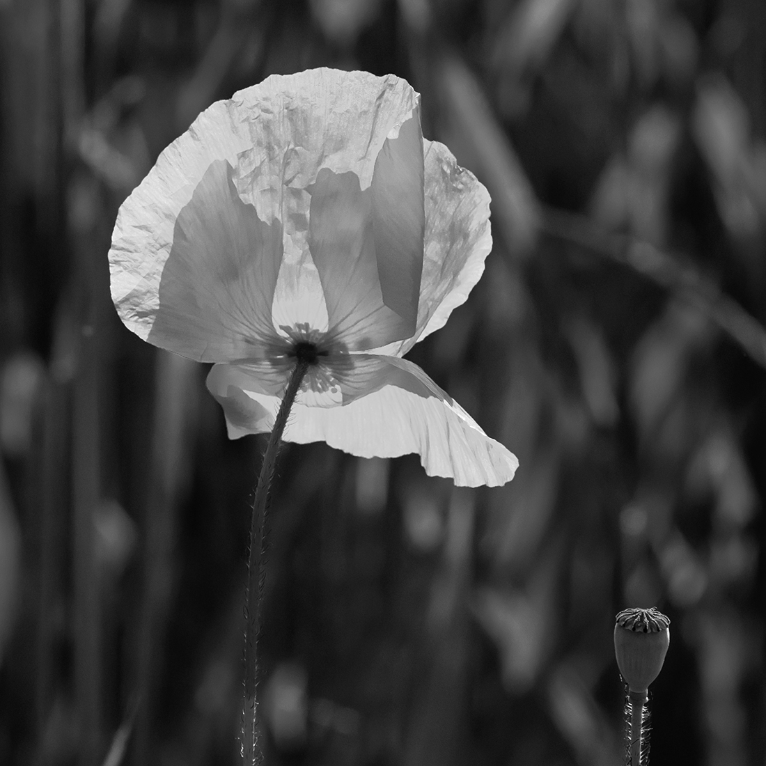 Mohn_Z9C_7620SW_12.jpg