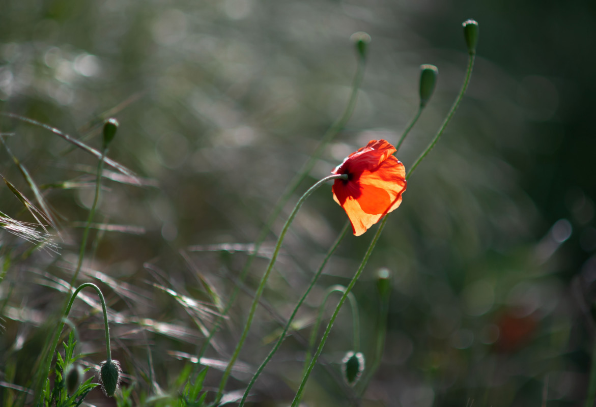 Mohnblüte im Gegenlicht.jpg