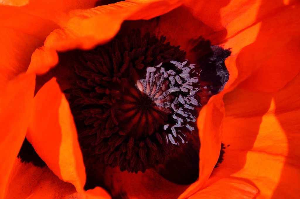 Mohnblüte