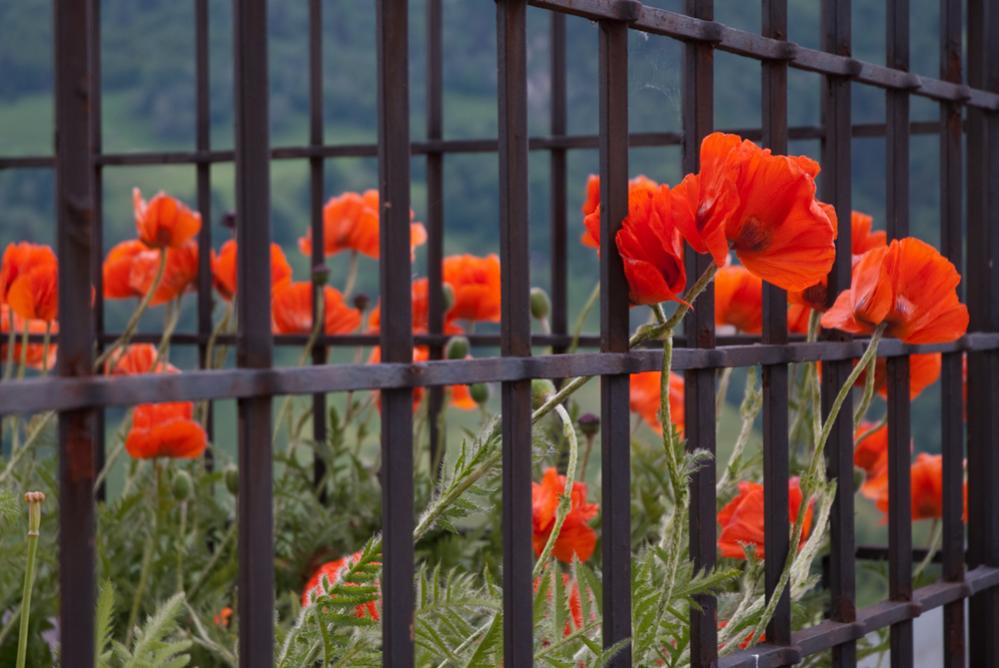 Mohnblüten