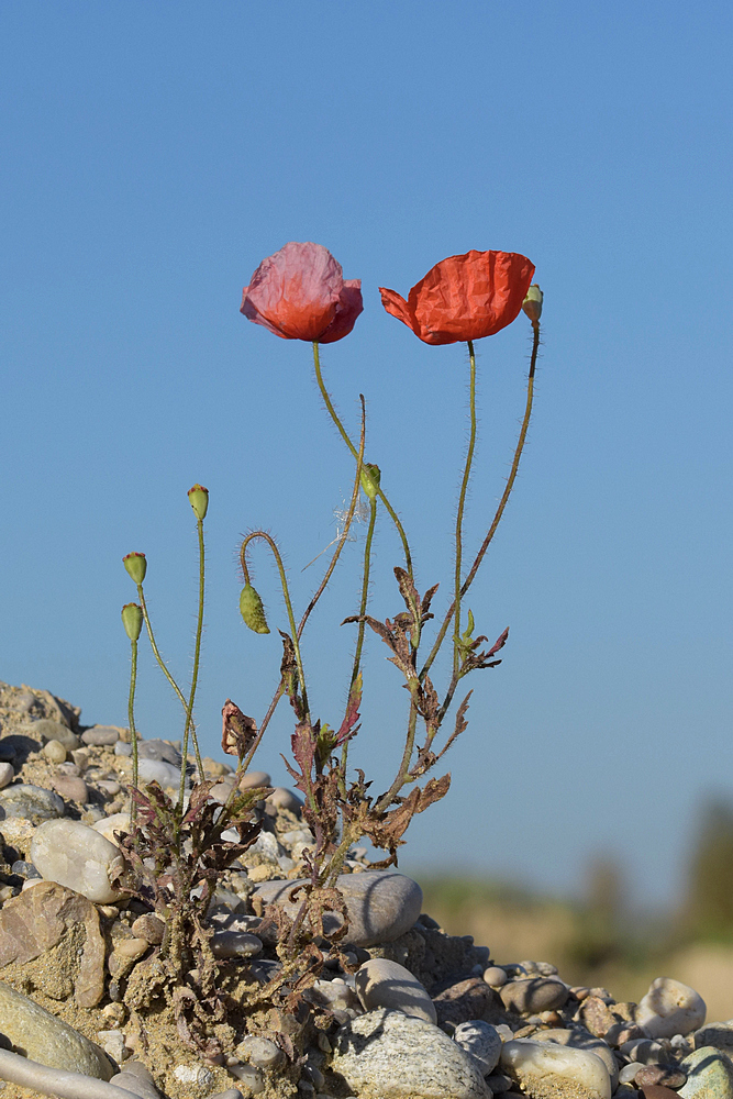 Mohnblume 2