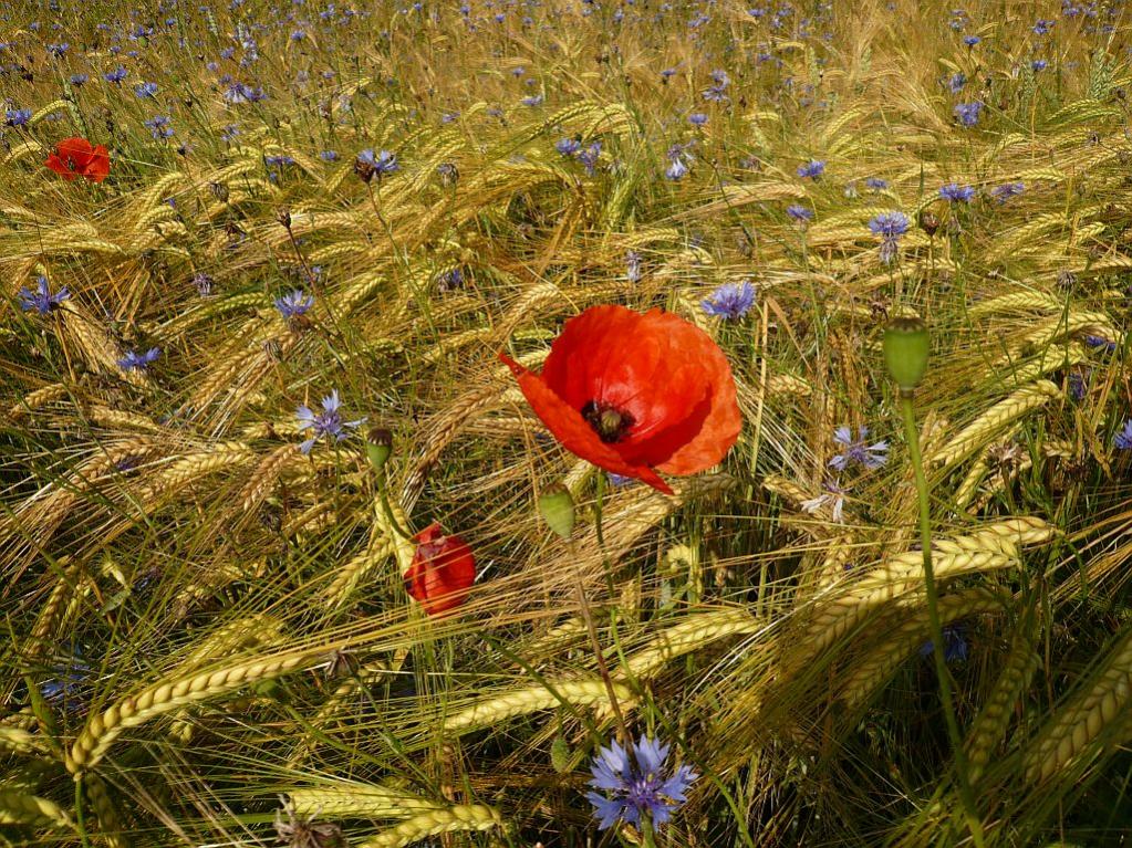 Mohnblume,Panasonic FX 100