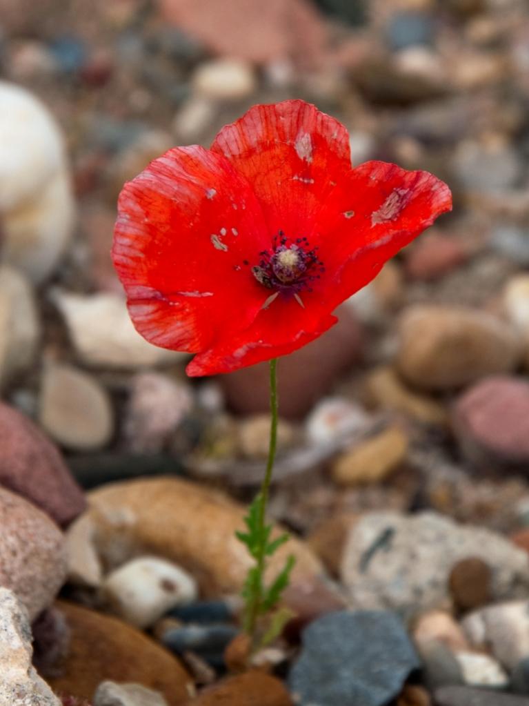 Mohnblume Vergleich