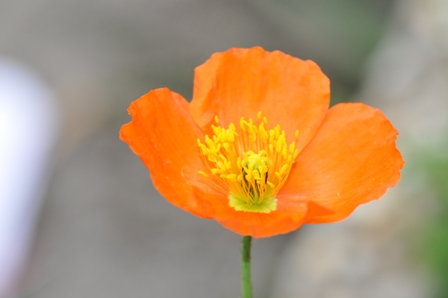 Mohnblume