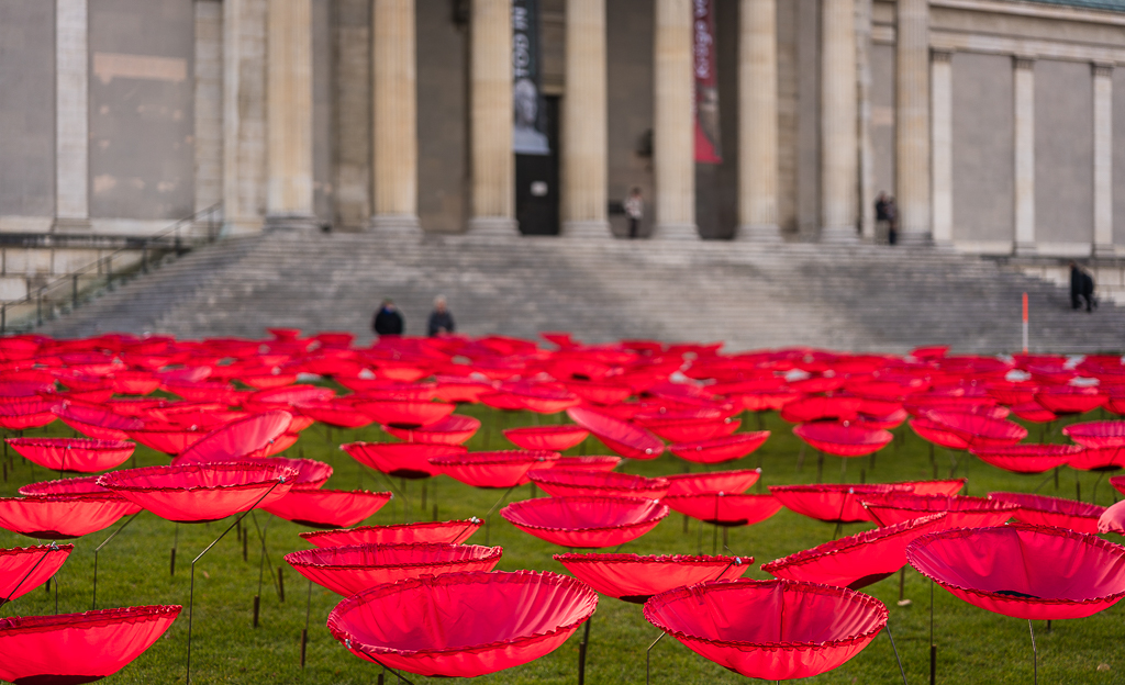 Mohnblumen Königsplatz 2
