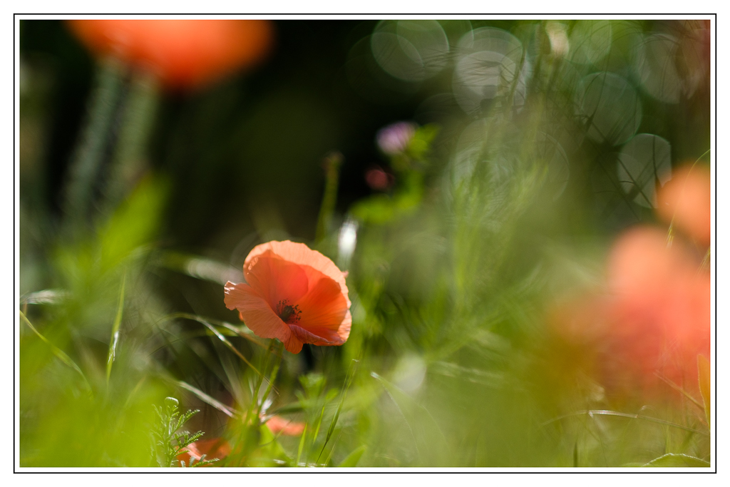 Mohnbokeh