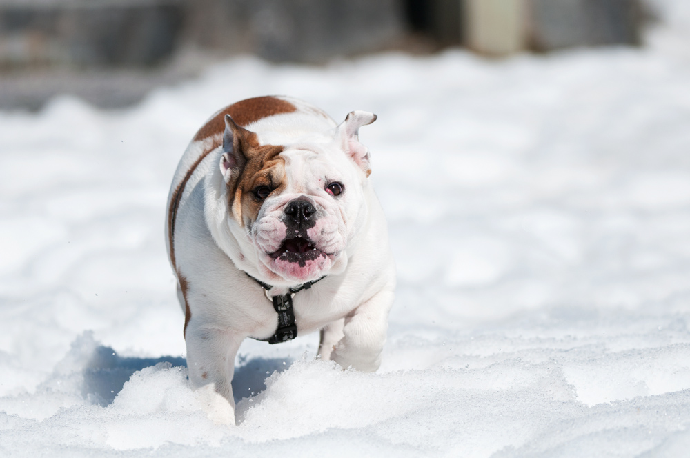 Molly rennt im Schnee