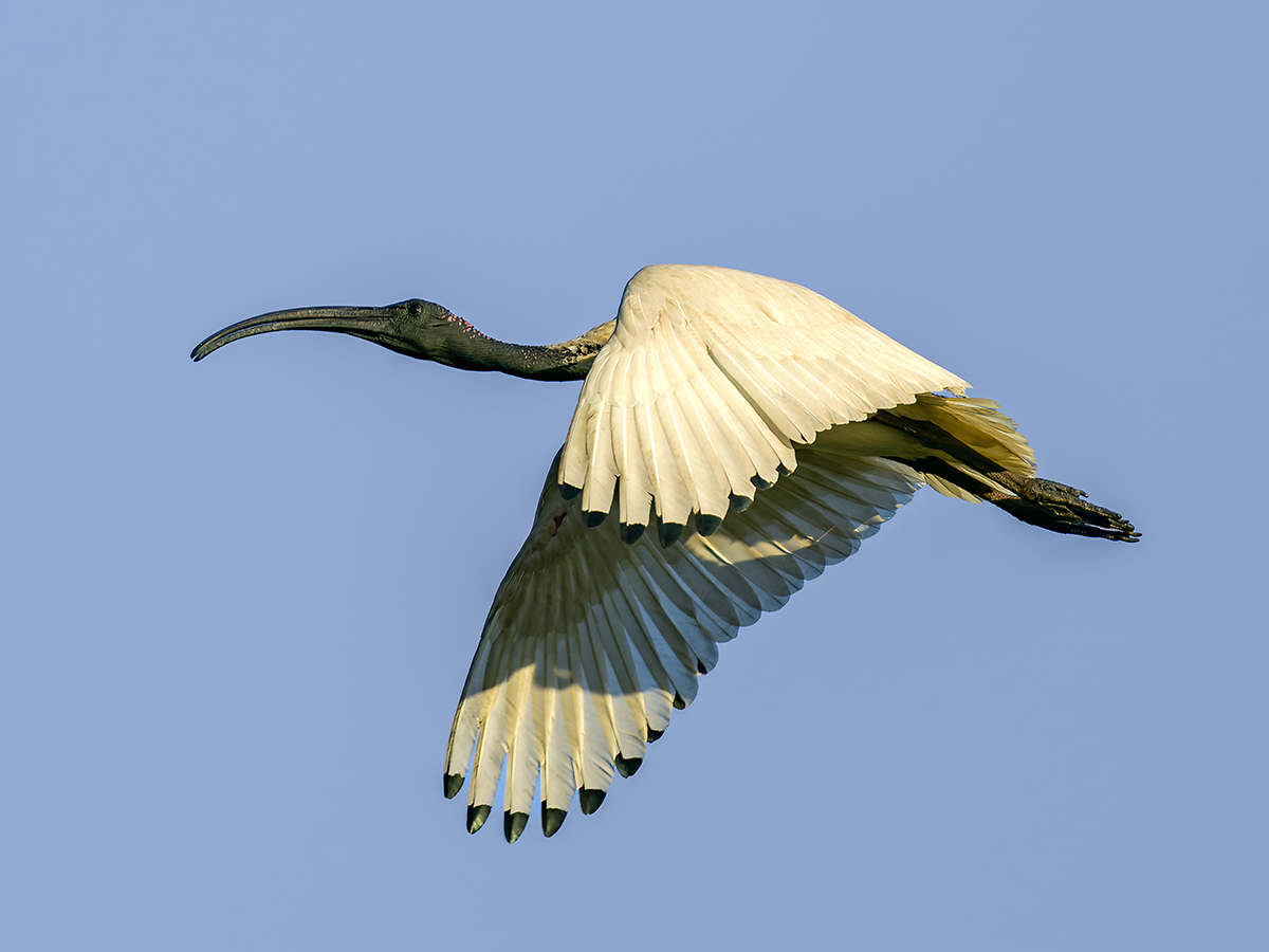 Molukkenibis Australien.jpg