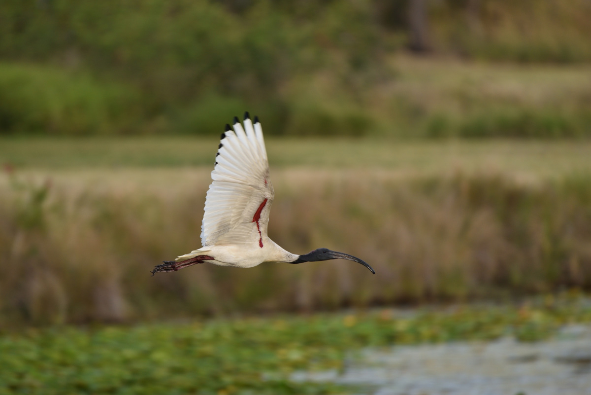 Molukkenibis